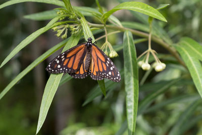 High angle close-up on monarch butterfly on plant