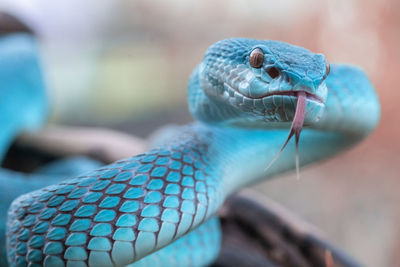 Blue viper snake