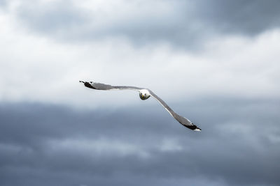 Close-up of bird flying against cloudy sky