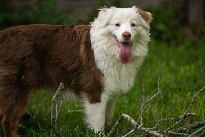 Australian shepherd puppy