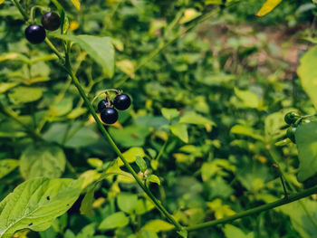 Close-up of berries on plant