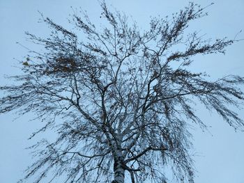 Low angle view of tree against clear sky