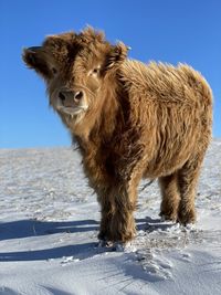 Close-up of a highland cow