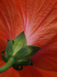 Full frame shot of flower