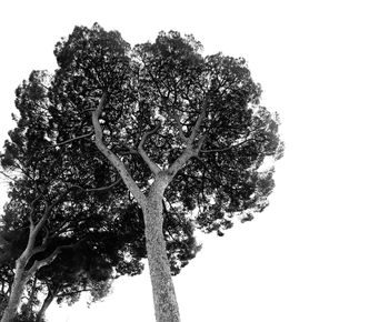 Low angle view of tree against clear sky