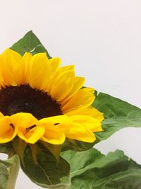 Close-up of sunflower