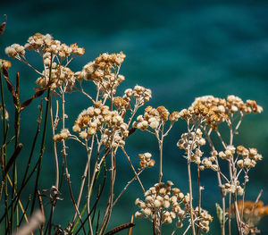 Close-up of flowers blooming on tree