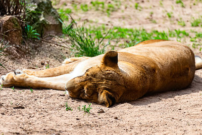 View of lion sleeping on land