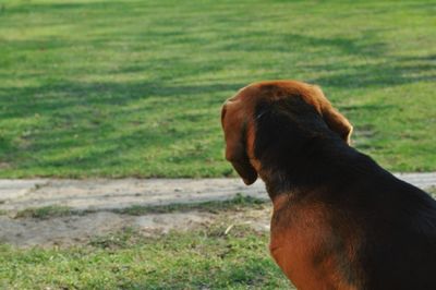 Close-up of dog on field