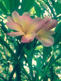 Close-up of frangipani blooming outdoors