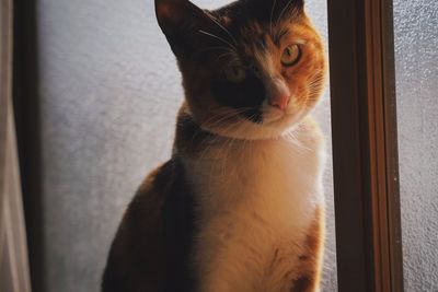 Close-up portrait of a cat