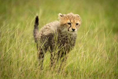 Cat looking away in a field