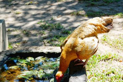 High angle view of bird