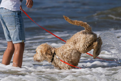 Low section of man with dog on shore at beach