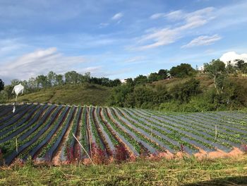 Scenic view of vineyard against sky