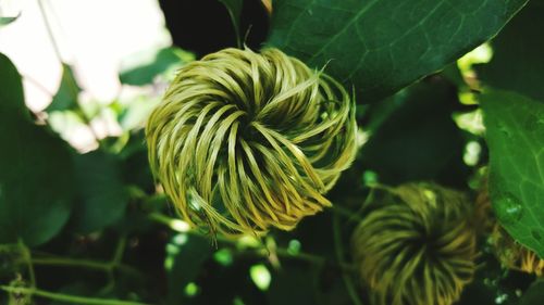 Close-up of flower bud growing outdoors