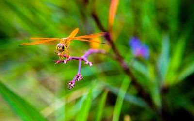 Close-up of insect on plant