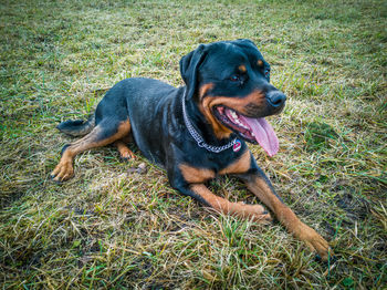 High angle view of dog looking away on field