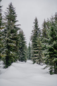 Snow covered pine trees in forest against sky