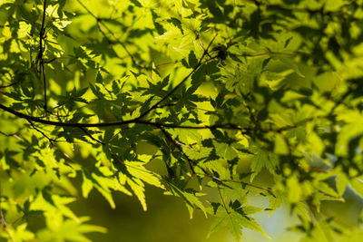 Close-up of leaves on tree