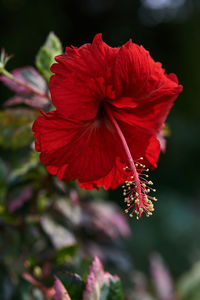 Close-up of red hibiscus flower