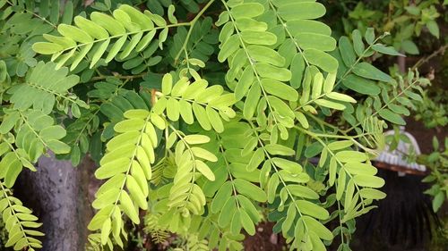 High angle view of fern leaves on tree