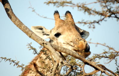 Low angle view of animal on tree against sky