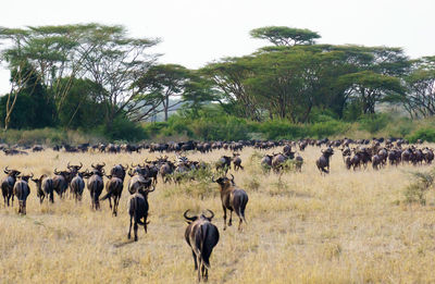 Wildebeest walking on grassy field against sky