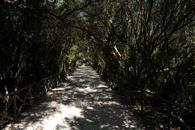 Dirt road amidst trees