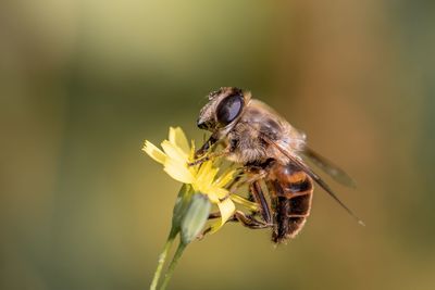 Close-up of bee pollinating on flower