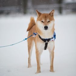 Portrait of dog standing in snow