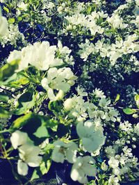 White flowers blooming on plant