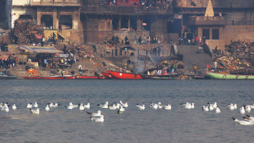 Flock of seagulls on sea