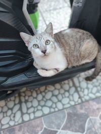 High angle portrait of cat sitting on floor