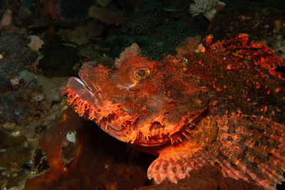 Close-up of fish swimming in sea