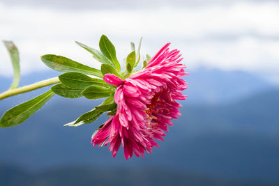Close-up of pink flowering plant