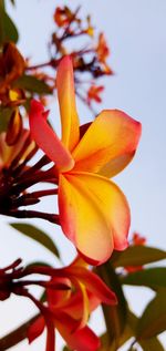 Close-up of orange flowering plant