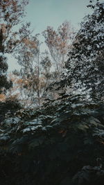 Low angle view of trees in forest during sunset