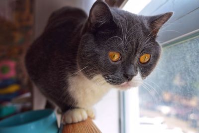 Close-up of cat looking away