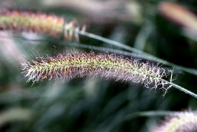 Close-up of dandelion on plant