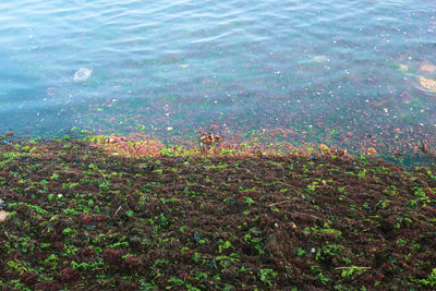 High angle view of plants by sea