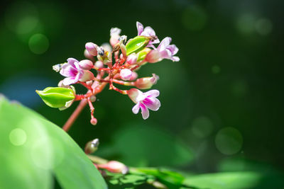 Close-up of pink flowering plant