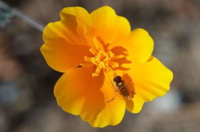 Close-up of insect on yellow flower