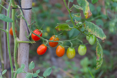 Close-up of red berries on tree