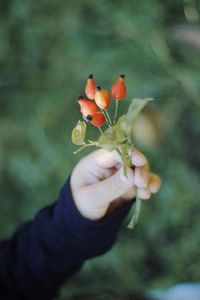 Close-up of hand holding flower