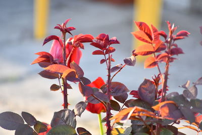 Close-up of red flowering plants