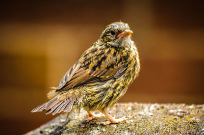 Close-up of a house sparrow fledgling