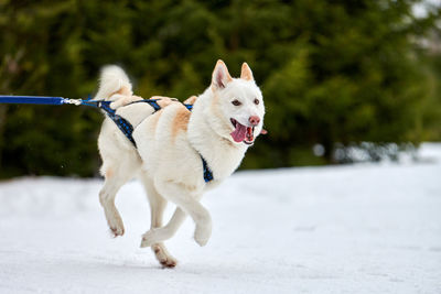 Running husky dog on sled dog racing. winter dog sport sled team competition. siberian husky dog
