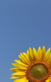 Close-up of sunflower against blue sky