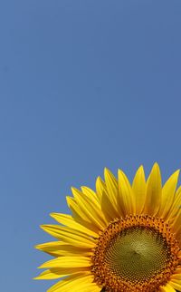 Sunflower against the sky